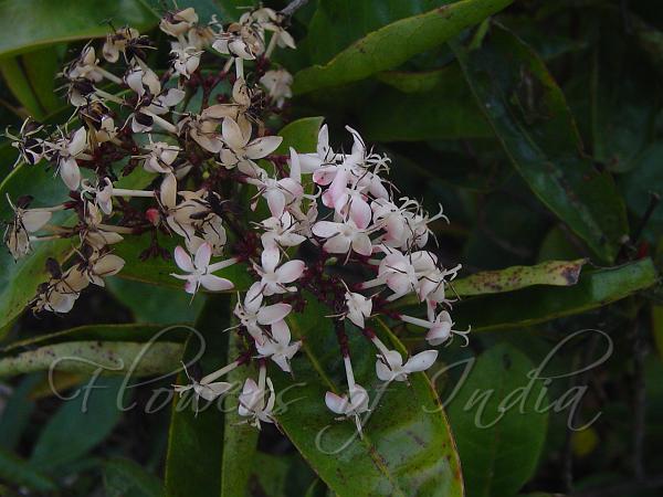 Rosy Ixora